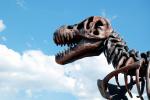 Были ли у динозавров детские сады?